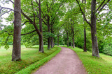 Fototapeta Przestrzenne - Beautiful green alley in the Park. Park in Oranienbaum town, Suburb of St. Petersburg, Russia