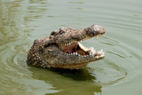 Fototapeta  - hungry nile crocodile