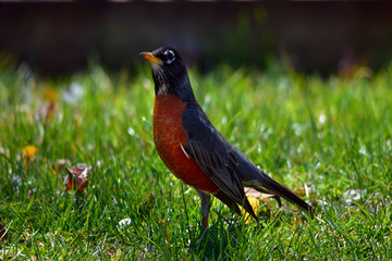 Robin strutting it's stuff on a Spring day