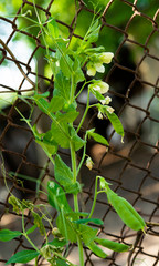 Wall Mural - green peas growing on a farm