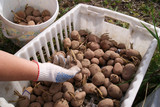 Fototapeta Mapy - Potatoes for planting are in a white plastic box and in a bucket. The sprouts on the tubers. A gloved hand holds a potato