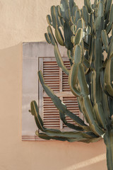 Cactus plant beautiful shadows on the wall. Creative, minimal, bright and airy styled concept.