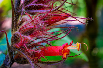 Hairy flower