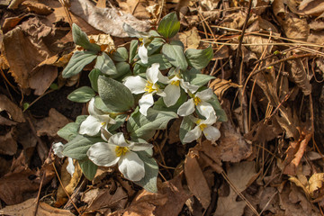 Wall Mural - close up view of native white snow trillium (trillium nivale) wildflowers blooming undisturbed in a 