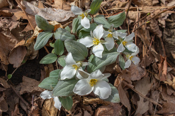 Wall Mural - Close up view of native white snow trillium (trillium nivale) wildflowers blooming undisturbed in a woodland setting 