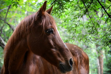 Portrait of beautiful brown horse