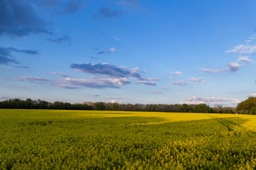 rapeseed field blue sky with clouds sunny weather