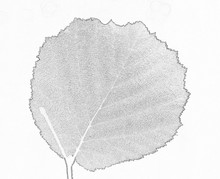 Minimalist Picture: A Roundish Meshy Leaf With The Saw-shaped Edges On The Thin Stalk; A Black Pencil Pseudo Drawing