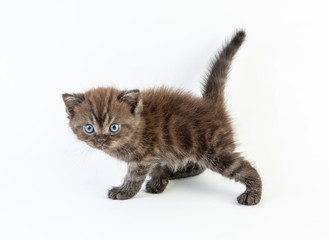 Cat baby tabby Kitten Cute Beautifu on white background