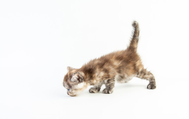 Cat baby tabby Kitten Cute Beautifu on white background