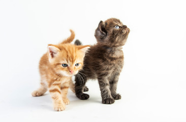 Cat baby tabby Kitten Cute Beautifu on white background