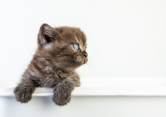 Cat baby tabby Kitten Cute Beautifu on white background