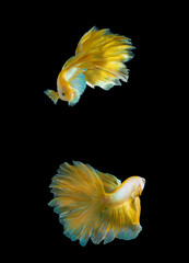 Wall Mural - Yellow Halfmoon Betta splendens or siamese fighting fish isolated on black background