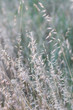 Soft blurred background with tall dry grass in the breeze - romantic, dreamy.