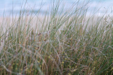 Background With Tall Grass At Seaside.
