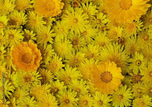 Fotografía muchas flores amarillas juntas