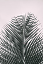 Black And White Abstract Palm Leaf With White Background