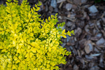 Wall Mural -  Ligustrum sinense or Sunshine ligustrum, a small privet decorative shrub with bright yellow and lime leaves	