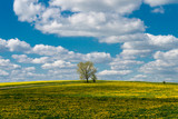 Fototapeta Niebo - Lonely trees in a yellow dandelion meadow