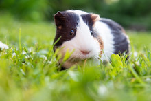 Guinea Pig Eating Grass In A Meadow