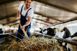 Close up of handsome caucasian farmer in overall feeding calves with hay. Stable interior.