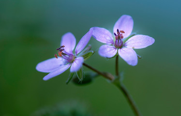 Two little flower in magic forest .  Dreamy gentle air artistic image. Close up. Toned .