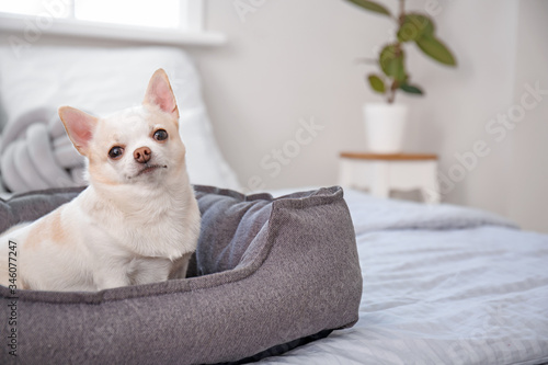 Fotografía Cute dog in pet bed at home