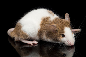 Wall Mural - Brown white mouse isolated on black background