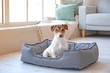 © Pixel-Shot - Cute dog in pet bed at home