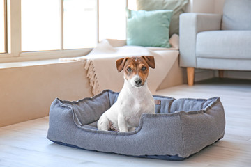 Cute dog in pet bed at home