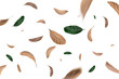 © Duck Stock - green and dry leaves flying on white background,motion blur