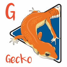 G For The Gecko, A Reptile That Looks Like A Lizard And Has The Sticky Legs To Walk On The Wall Or Trees.