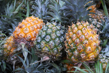 Close Up On Pineapple In Pile