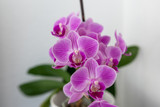 Fototapeta Storczyk - Pinke Orchidee Blume vor weiß