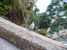 The Seagull Is Sitting On The Parapet. The Seagull Is Looking At The Camera.