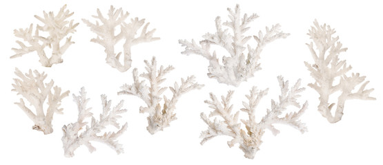 Wall Mural - set of eight light coral branches on white