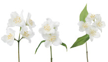 Three Isolated Jasmin Branches With Fine Blooms