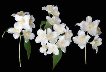 Canvas Print - three white jasmine branches on black