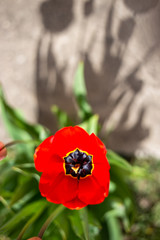 An opened red tulip bud in a green garden background under the rays of a spring sunflower. Flowerbed with tulips. Early spring blurred background