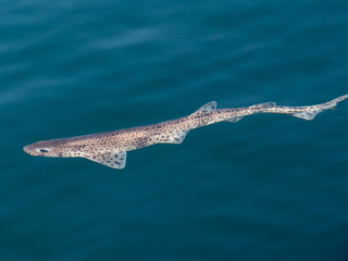 dogfish scyliorhinus canicula on sea surface outdoor