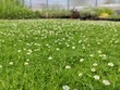 Sagina subulata - green carpet with white flowers looks like moss