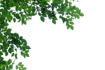 tropical tree leaves with branches on white isolated background for green foliage backdrop
