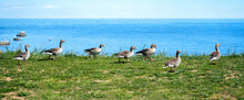 Wild Ducks Mallard Anas Platyrhynchos Standing On The Shore, Female Wild Duck Outside. Sweden