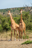 Fototapeta Sawanna - Two Masai giraffe stand side-by-side in clearing