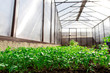 Watercress salad grows in a greenhouse.