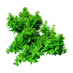 Sticker - 3D Rendering Green Oregano on White