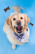 A golden retriever tries to catch a treat in mid air sitting on a blue background. Friendly pet eating bone-shaped cookies.