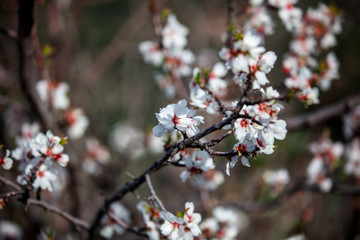 Wall Mural - flowering almonds, spring background and texture, the beauty of spring and summer. Blooming trees