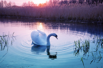 Wall Mural - Magical sunset in countryside. Rural landscape in spring, wilderness. Swan swimming in the lake