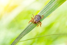 Small Brown Tick Sits On The Grass In The Bright Summer Sun During The Day. Dangerous Blood-sucking Arthropod Animal Transfers Viruses And Diseases.